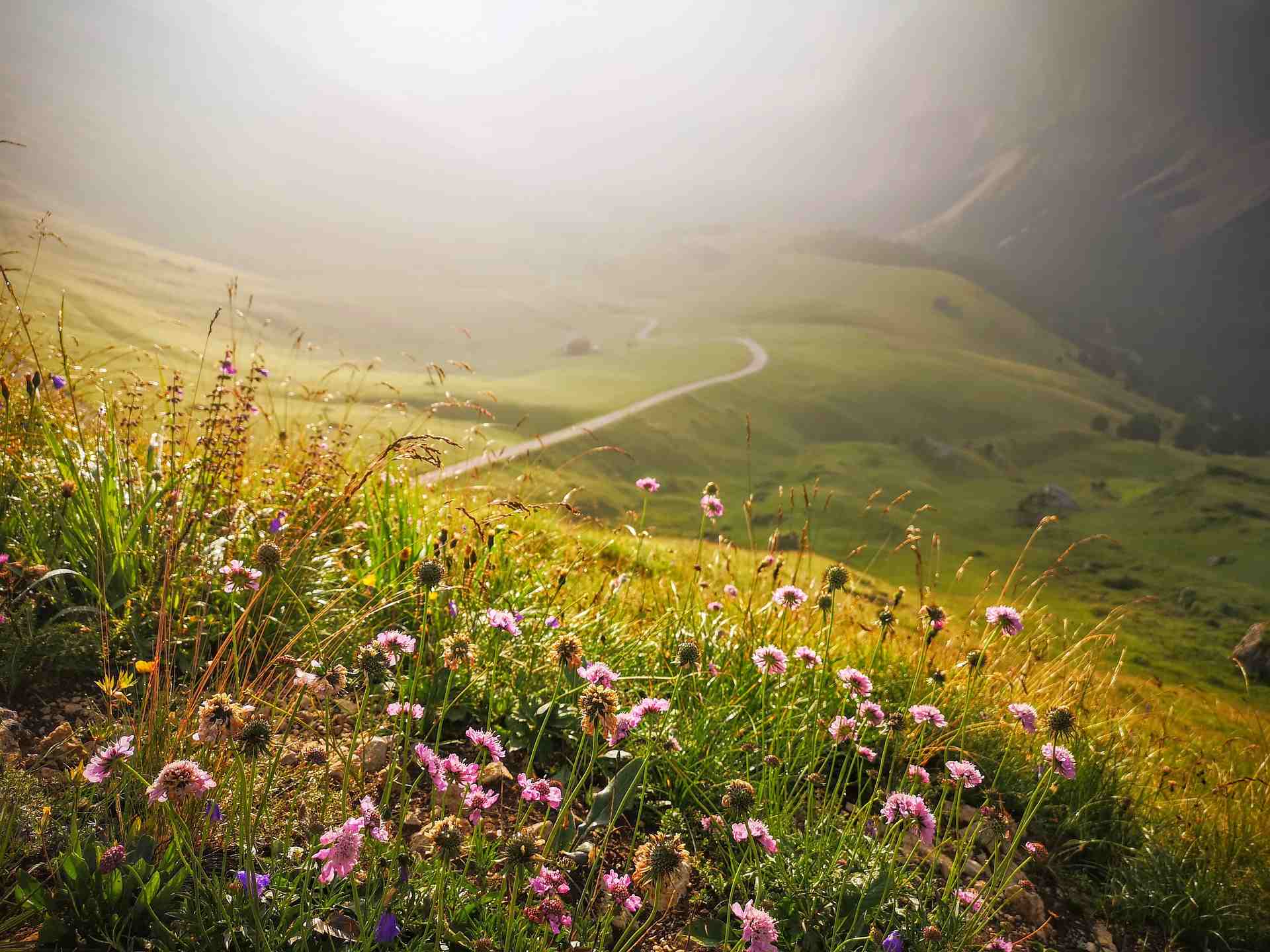 Ein Bild von einer Blumenwiese in der Schweiz